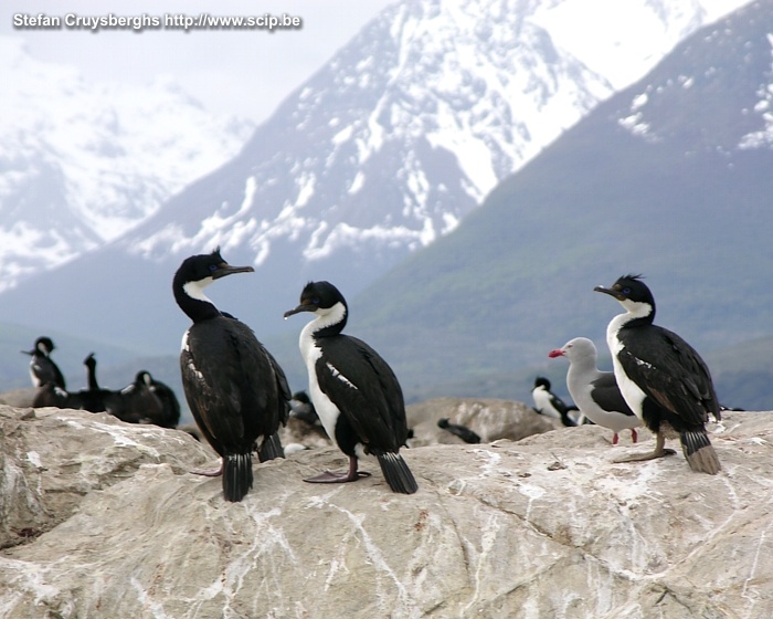 Ushuaia - Cormorants Blue-eyed cormorants on the rocks in the Beagle channel.  Stefan Cruysberghs
